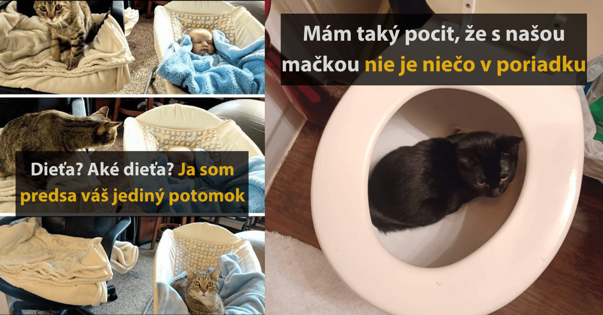 15 vtipných fotografií, kde sa vám predvedú v hlavnej úlohe mačky