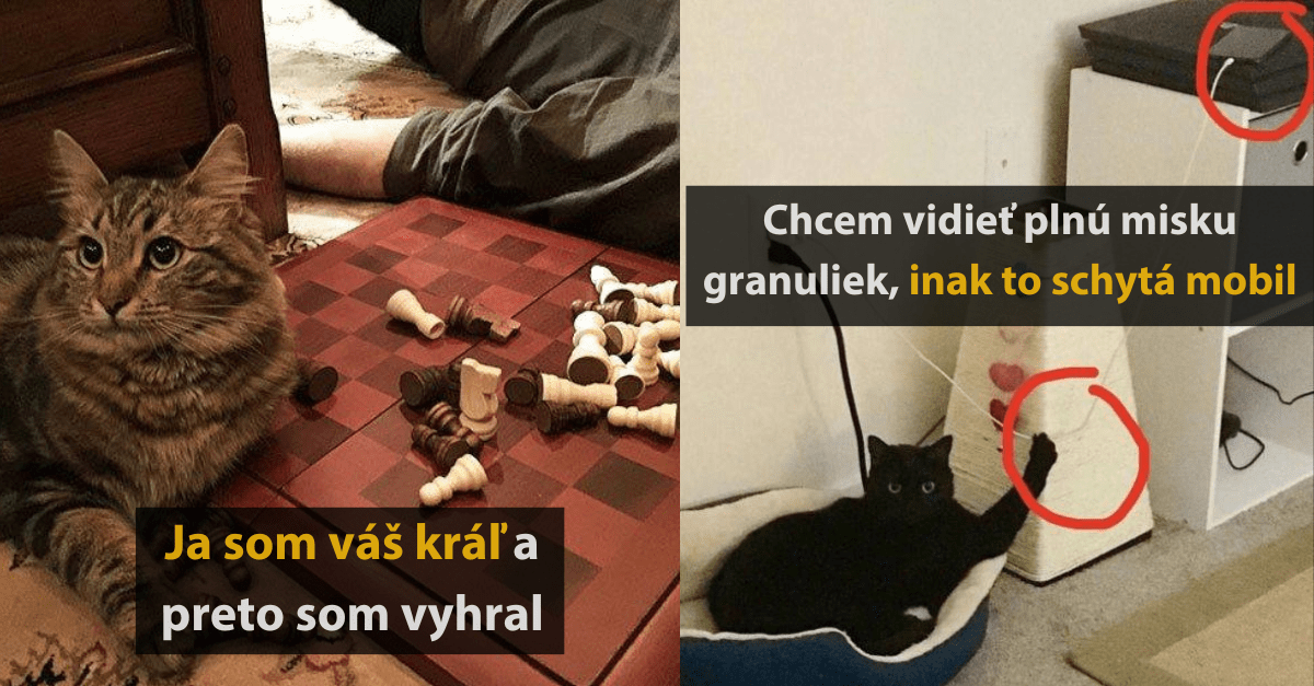 17 fotografií mačiek, ktoré vám ukážu aká s nimi vie byť zábava