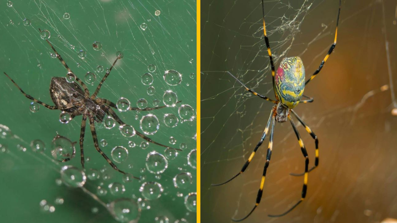 Lietajúce pavúky s jedovatým uhryznutím sa rozprestierajú na východnom pobreží