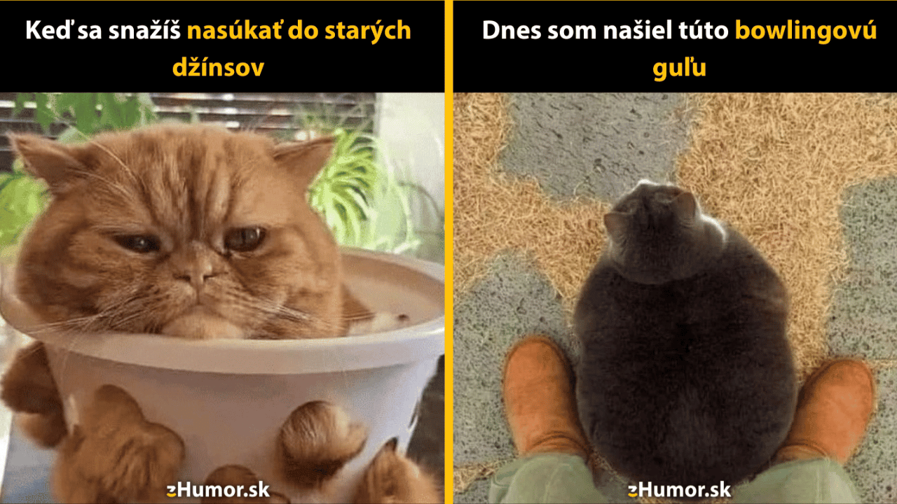 10 rozkošných guľatých mačiek, ktoré musíš vidieť