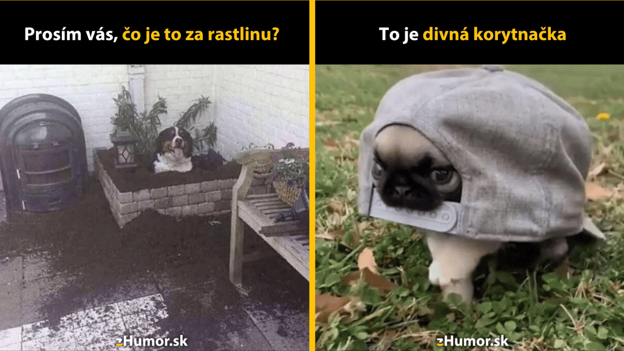 10 psích memečiek, z ktorých ťa zahreje pri srdci