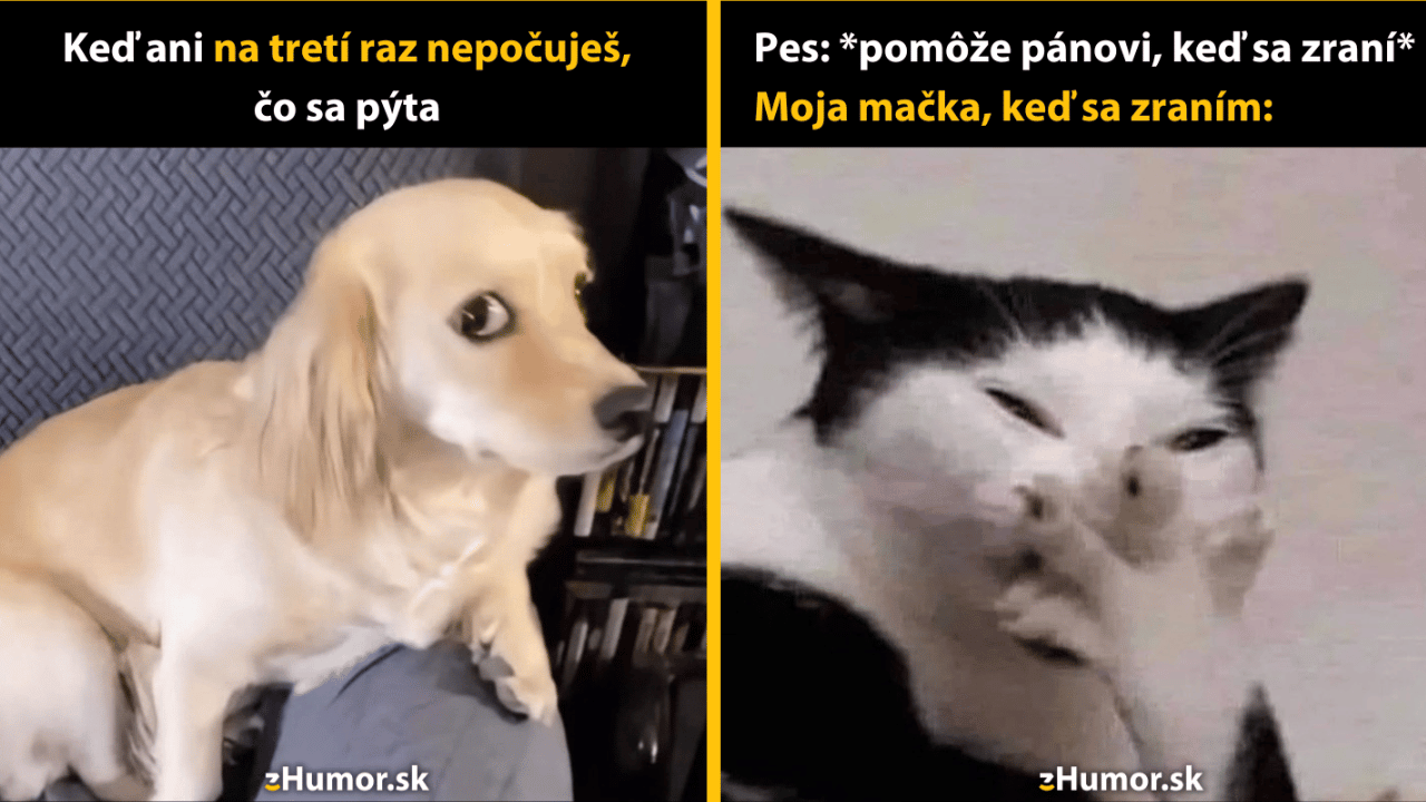 10 zvieracích memečiek, ktoré ti rozžiaria deň