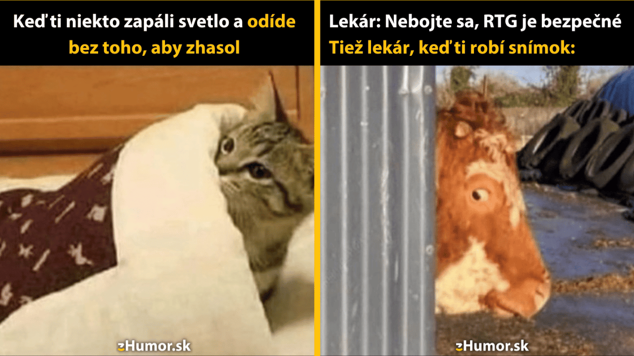 10 memečiek z kráľovstva zvierat, ktoré si nemôžeš nechať ujsť!