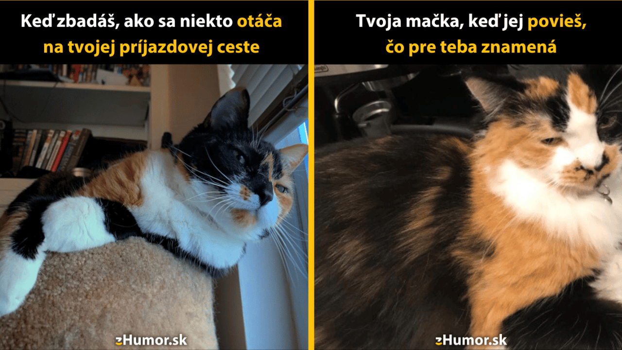 10 vtipných memečiek s mačkami, ktoré ťa pripravia na nový týždeň