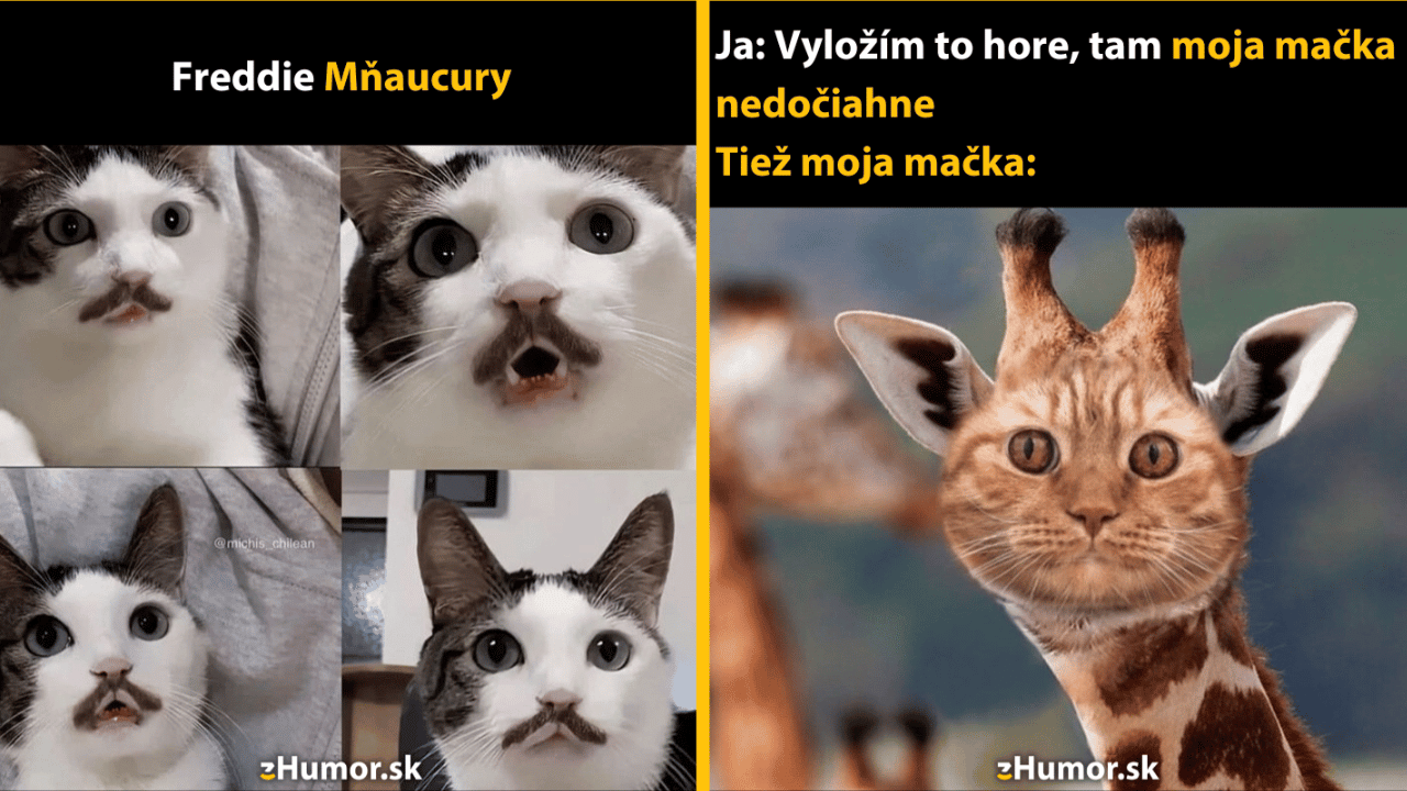 10 mačacích memečiek na záver týždňa