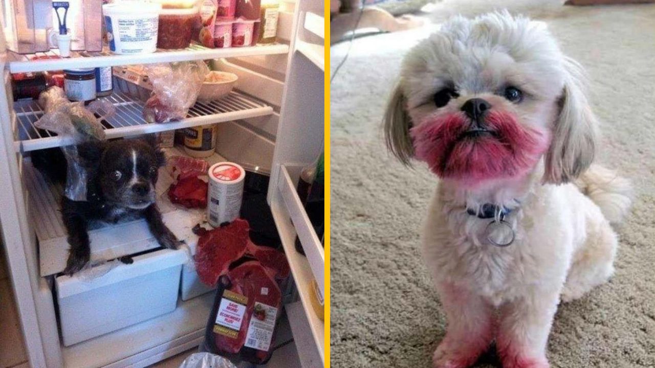 10 fotiek, kedy boli domáci miláčikovia prichytení pri čine