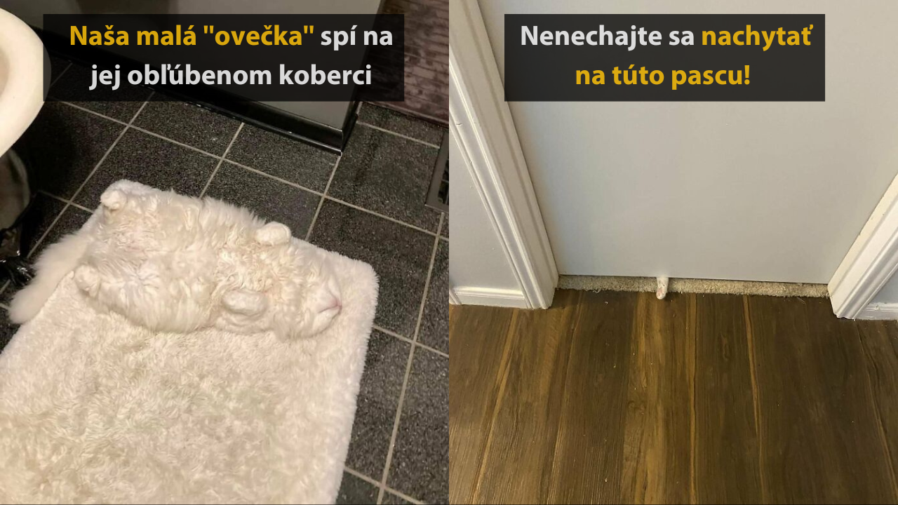 „Skúsť nájsť mačku na tejto fotografii“ #2