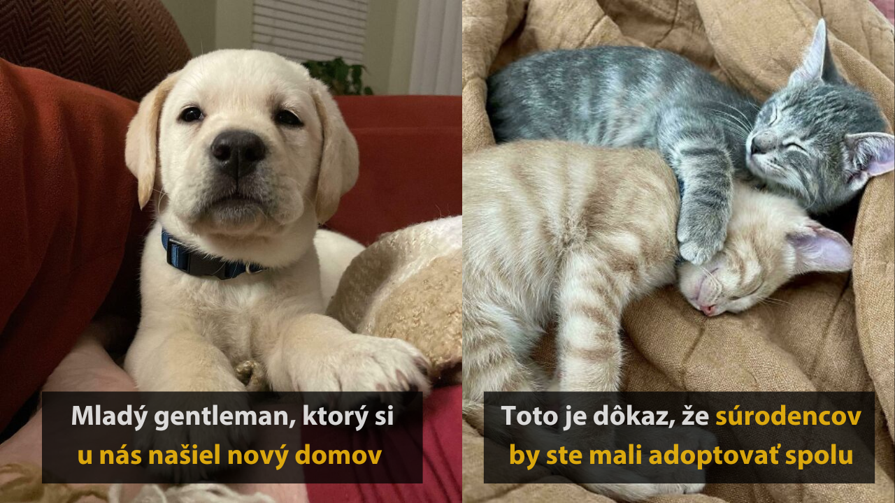 10 príbehov adoptovaných zvierat so šťastným koncom #2
