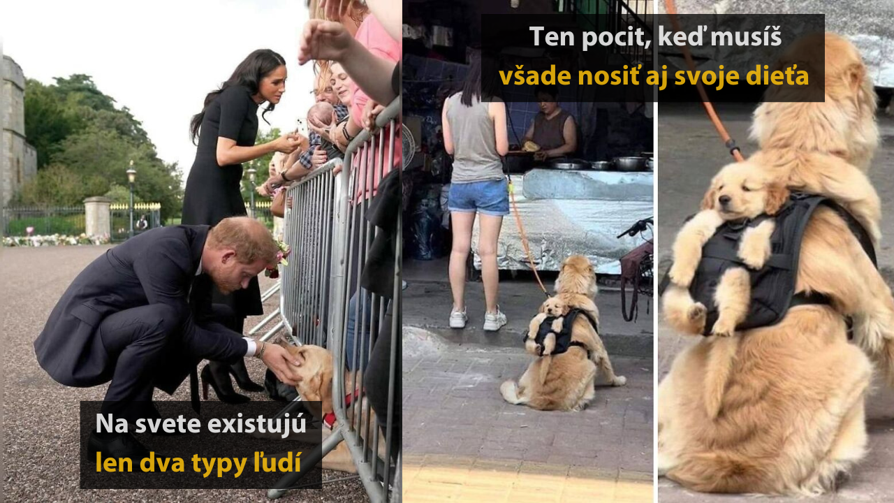 10 náhodných fotografií zvierat, ktoré vám zlepšia náladu #1