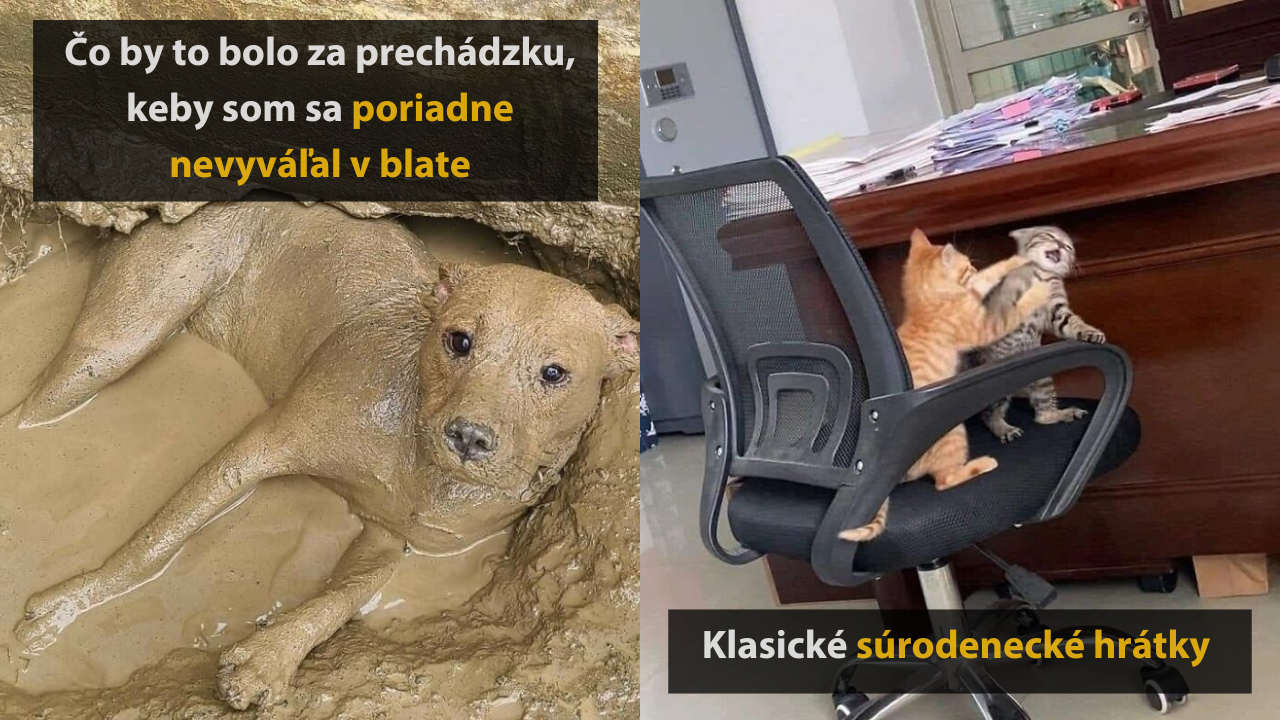 10 náhodných fotografií zvierat, ktoré vám zlepšia náladu #2