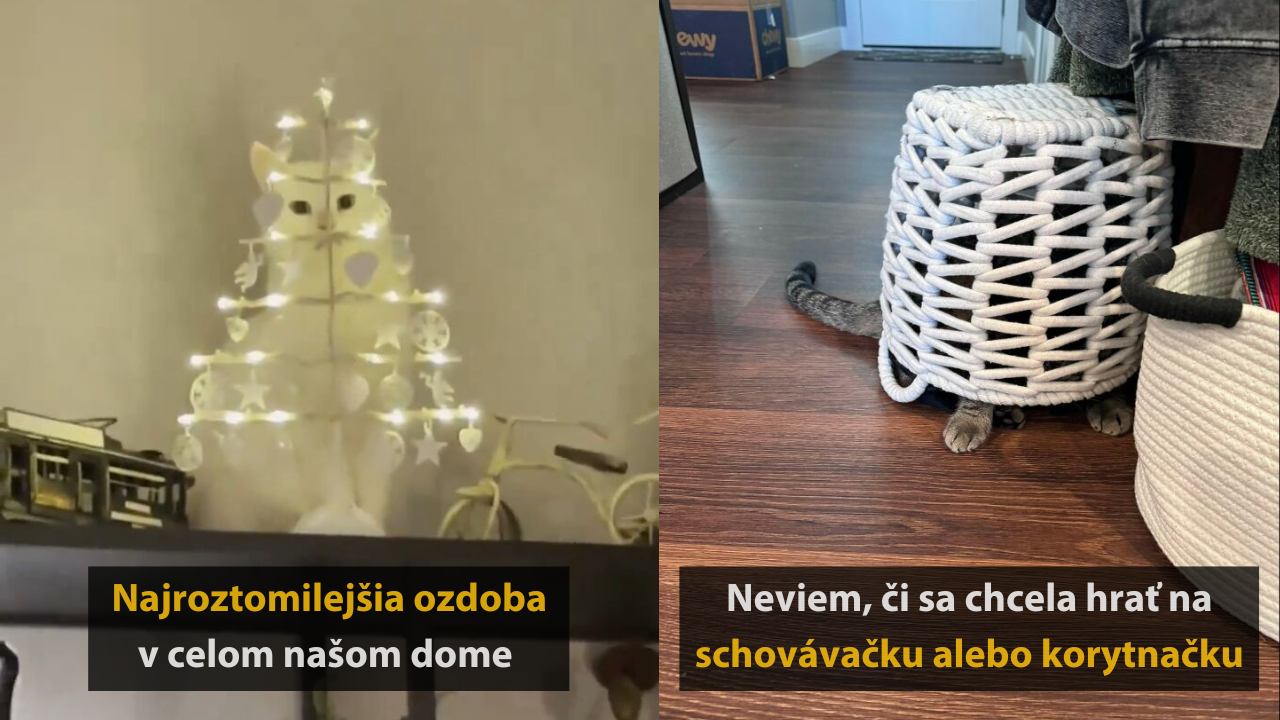 „Skúsť nájsť mačku na tejto fotografii“ #1
