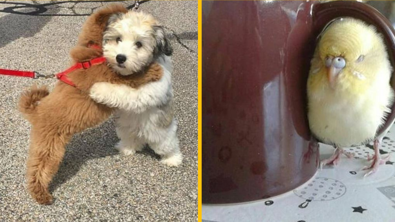 Tieto zvieratá spôsobili neočakávané, ale milé situácie