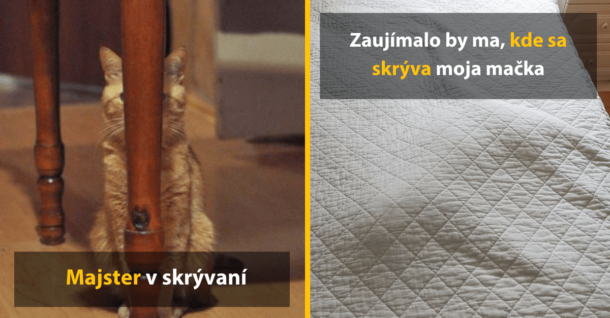 18 domácich miláčikov, ktorí si asi chceli zahrať skrývačky ale veľmi im to nejde