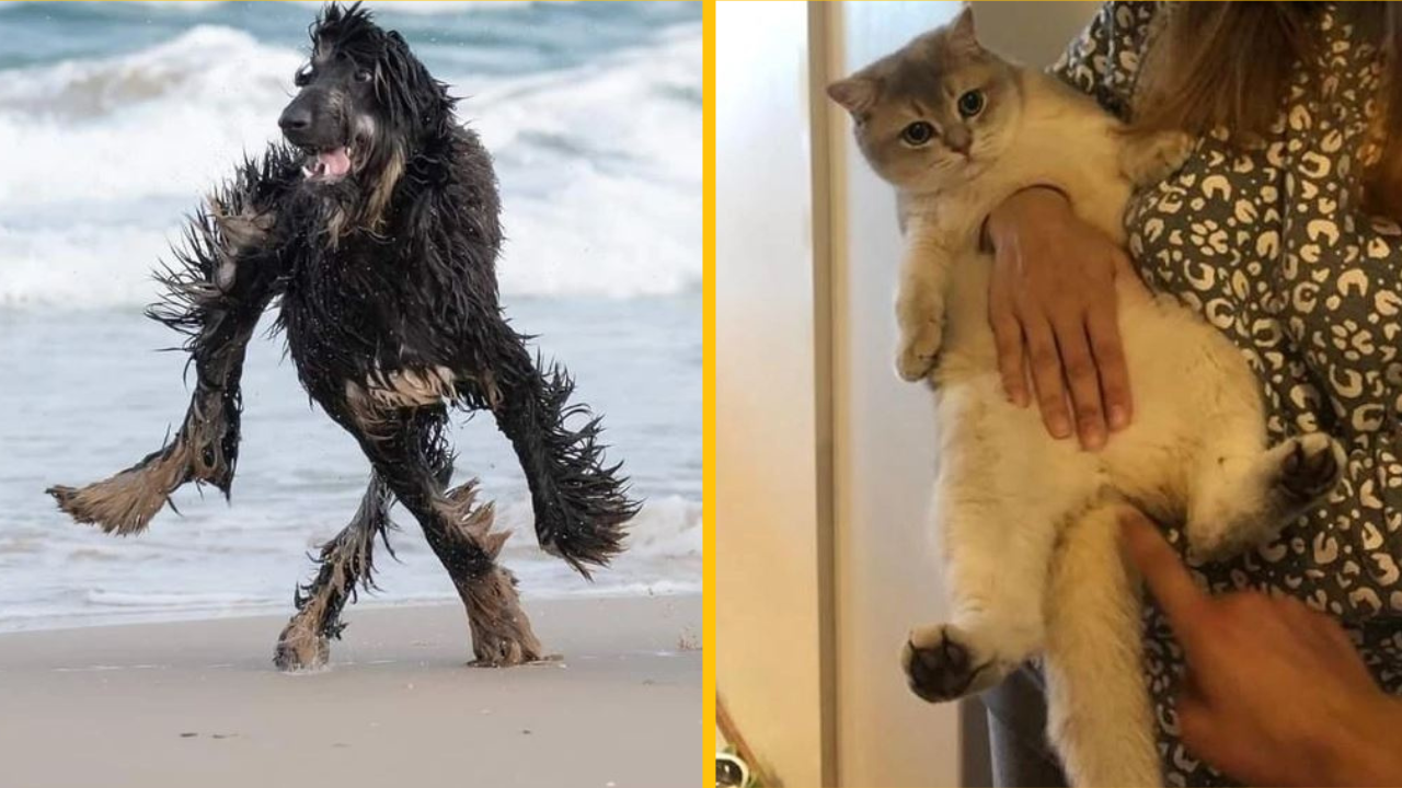 Fotografie, ktoré si musíte pozrieť dvakrát, aby ste pochopili, čo sa deje