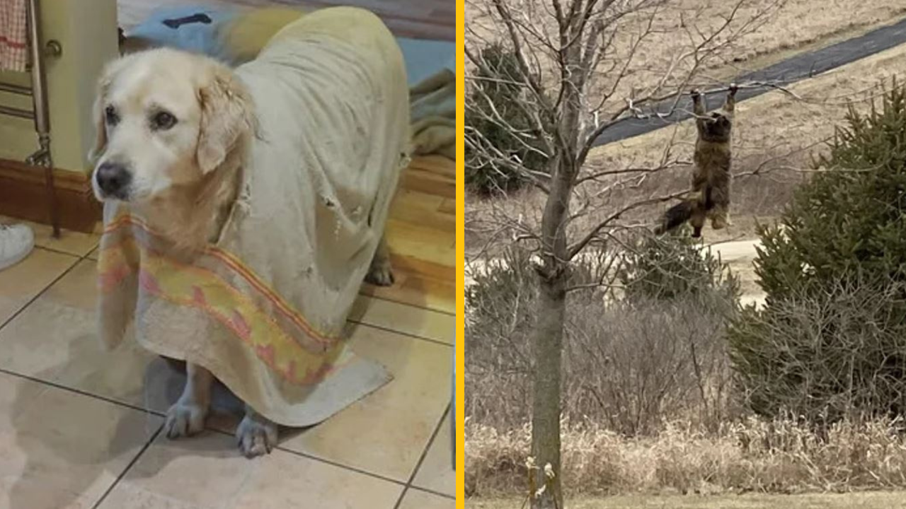 Tieto zvieratá zaručene dokážu zmeniť vašu náladu k lepšiemu