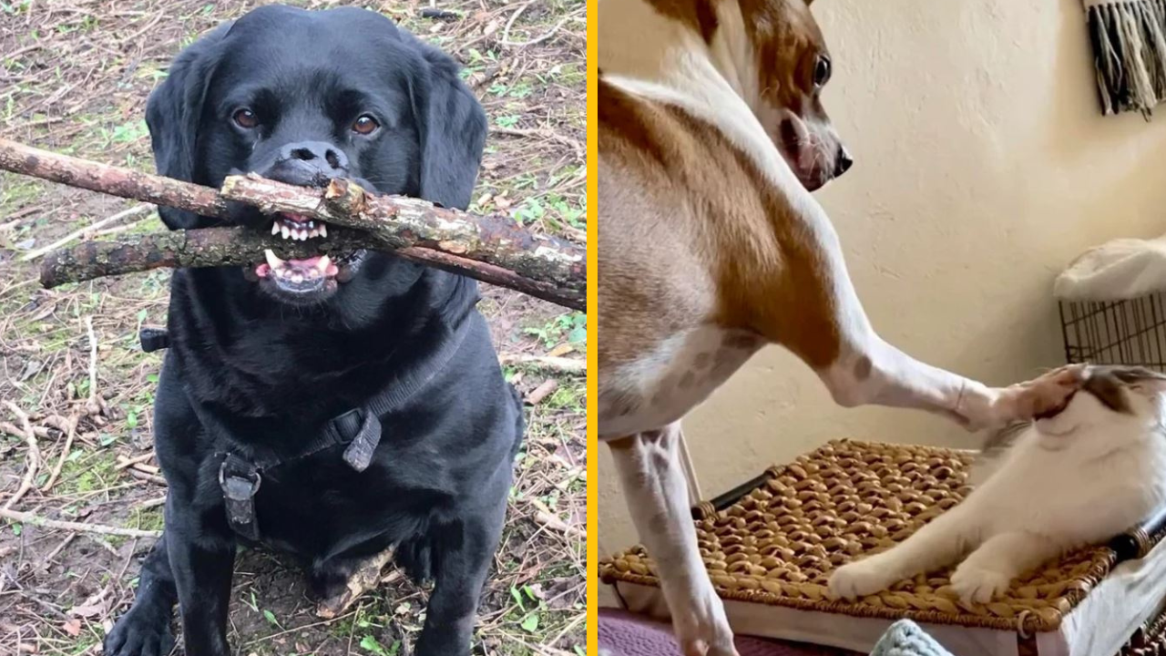 Tieto zvieratá len dokázali, že môžu byť aj divoké a bláznivé