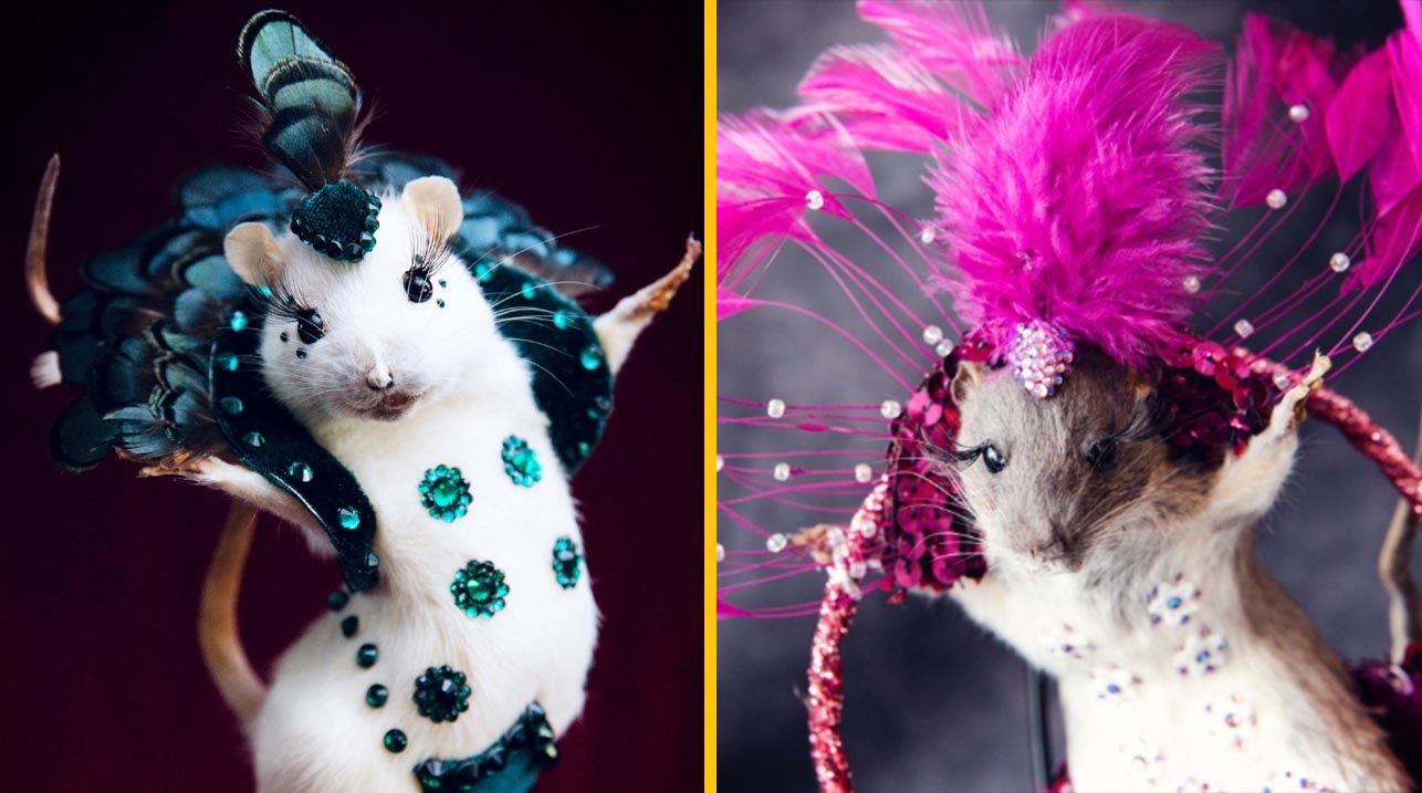 Žena premieňa mŕtvych potkanov na krásne dievčatá. Dopyt je taký obrovský, že pracuje skoro nonstop