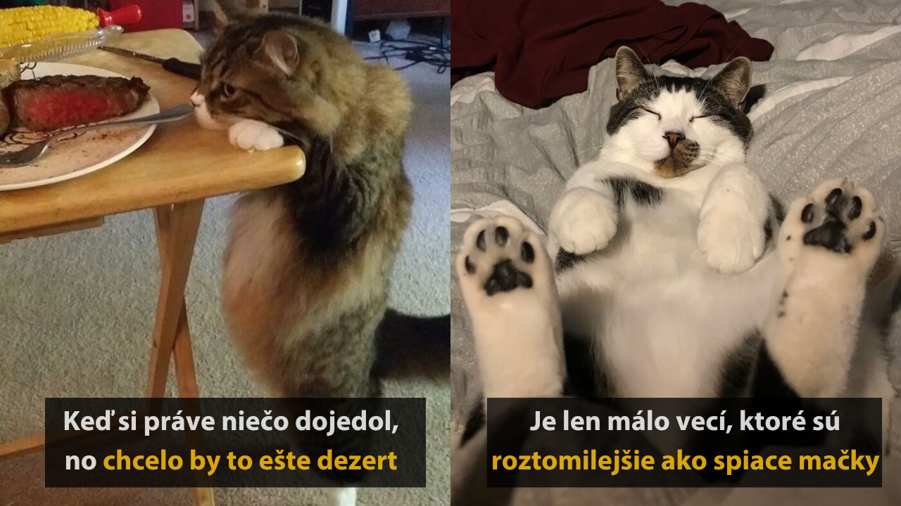 10 mačacích momentov, ktoré vám ukážu, že tieto tvory vedia byť extrémne roztomilé #2