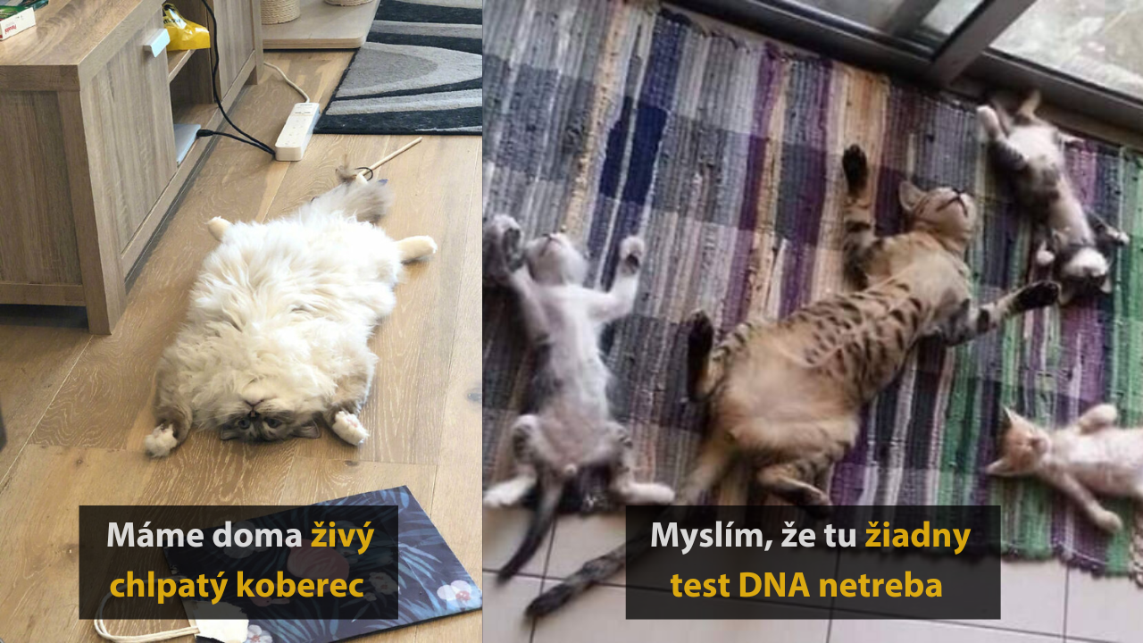 10 mačacích momentov, ktoré vám ukážu, že tieto tvory vedia byť extrémne roztomilé #1