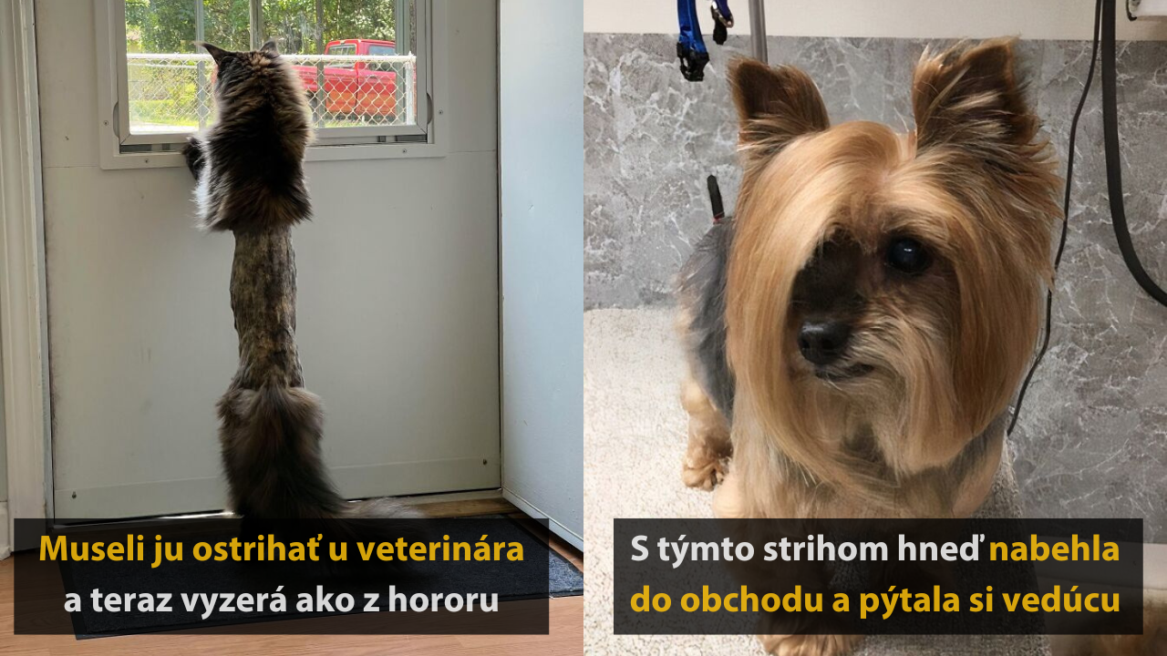 15 vtipných zvieracích účesov, ktoré vás rozosmejú #1