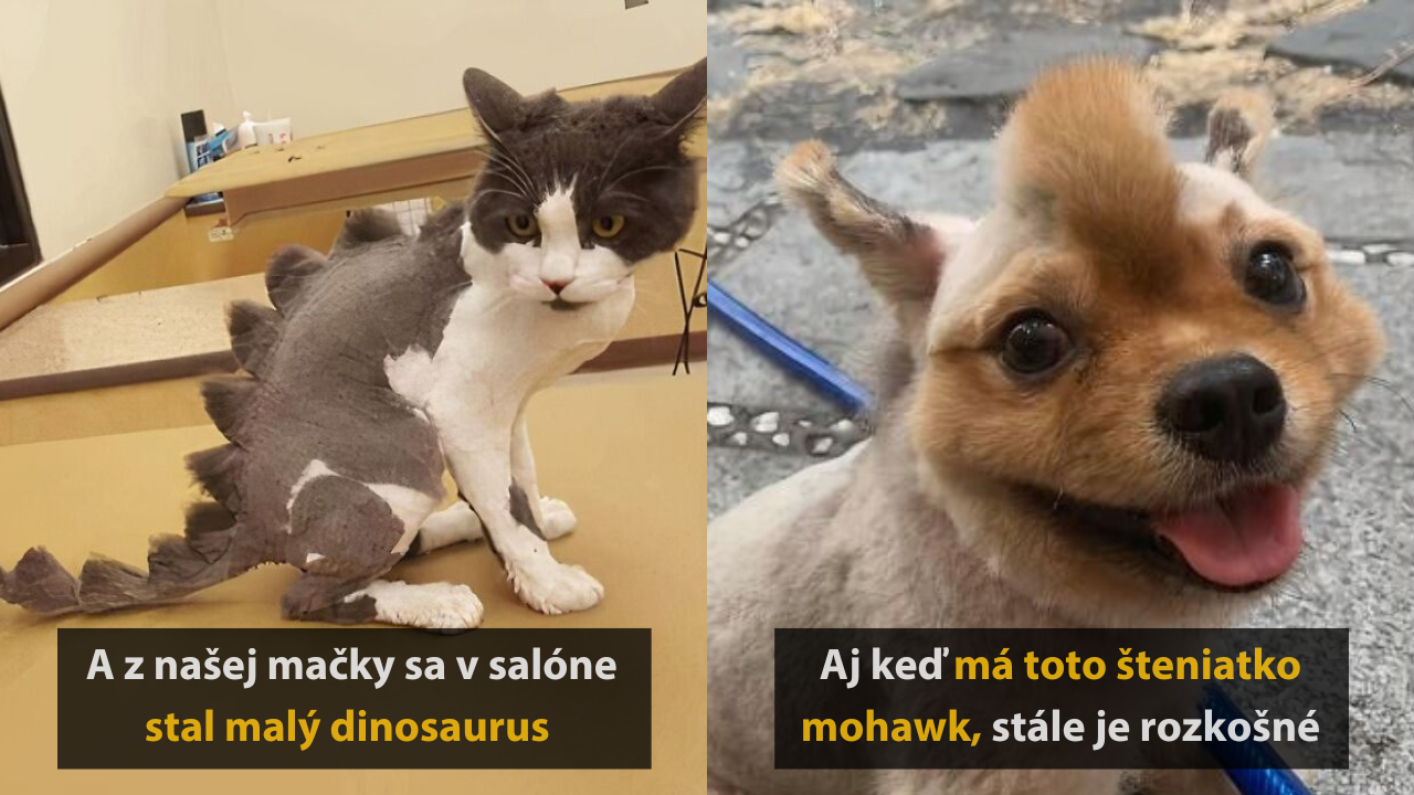 15 vtipných zvieracích účesov, ktoré vás rozosmejú #2