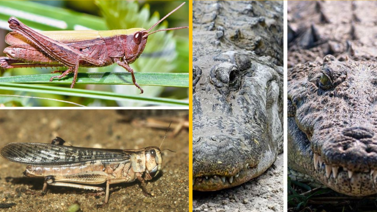 10 párov zvierat, ktoré si pravidelne zamieňame, no v skutočnosti sú úplne rozdielne