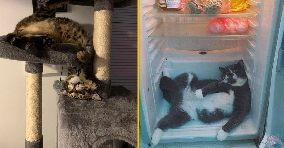 15 komediálnych fotografií mačiek, s ktorými sa majitelia týchto stvorení určite stotožnia