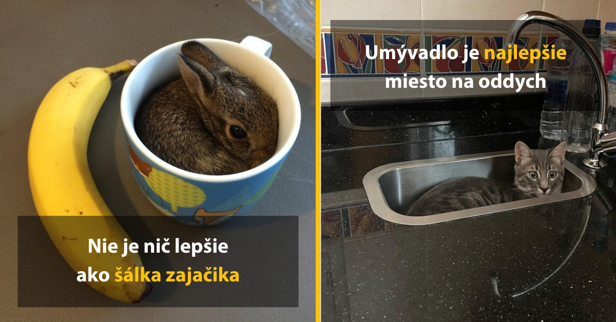 14 domácich miláčikov, ktorí si vedia urobiť pohodlie na tých najnezvyčajnejších miestach