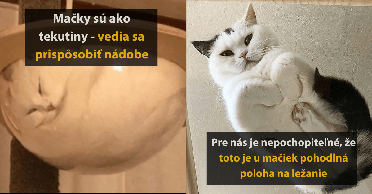 Vtipné fotografie mačiek, ktoré vám zlepšia deň a ukážu, že život s nimi je zábava