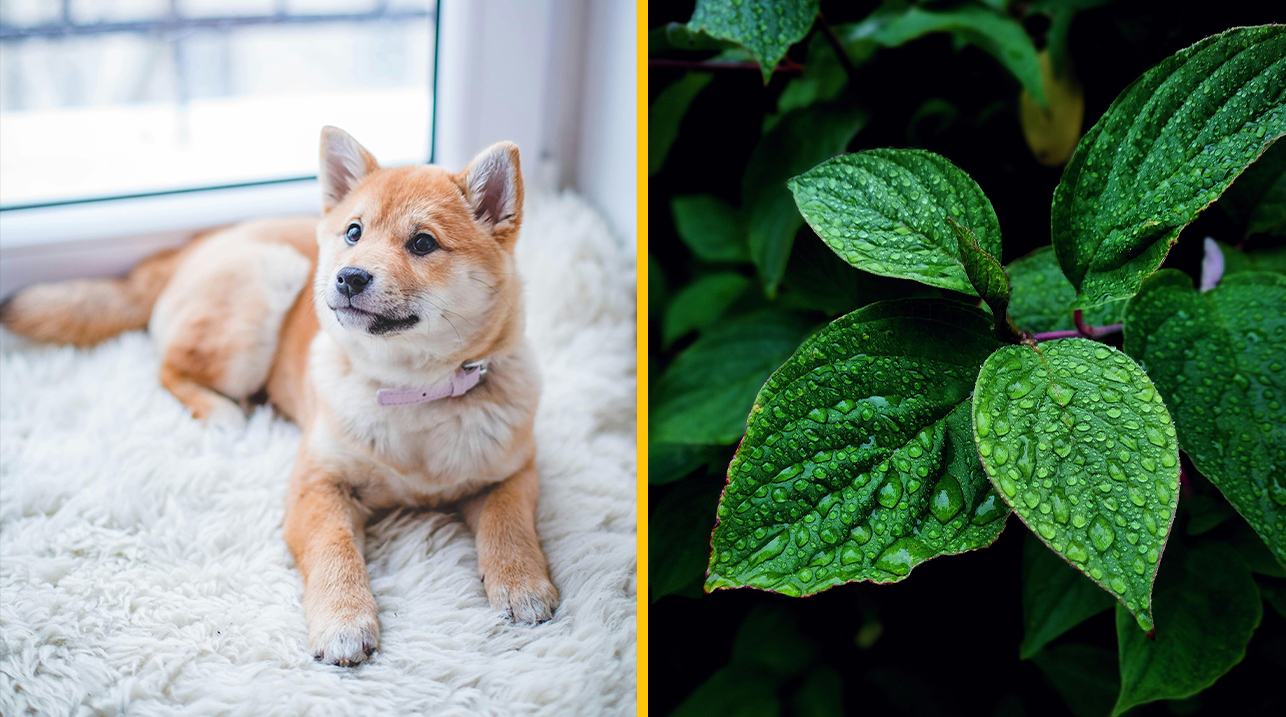 Výživový poradca odhalil jednu bylinku, ktorú nesmiete dávať psom