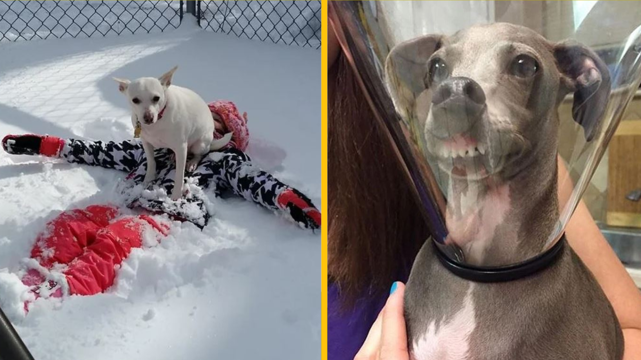 Zvieratá, ktoré majú schopnosť pridať trochu úsmevu do vášho dňa