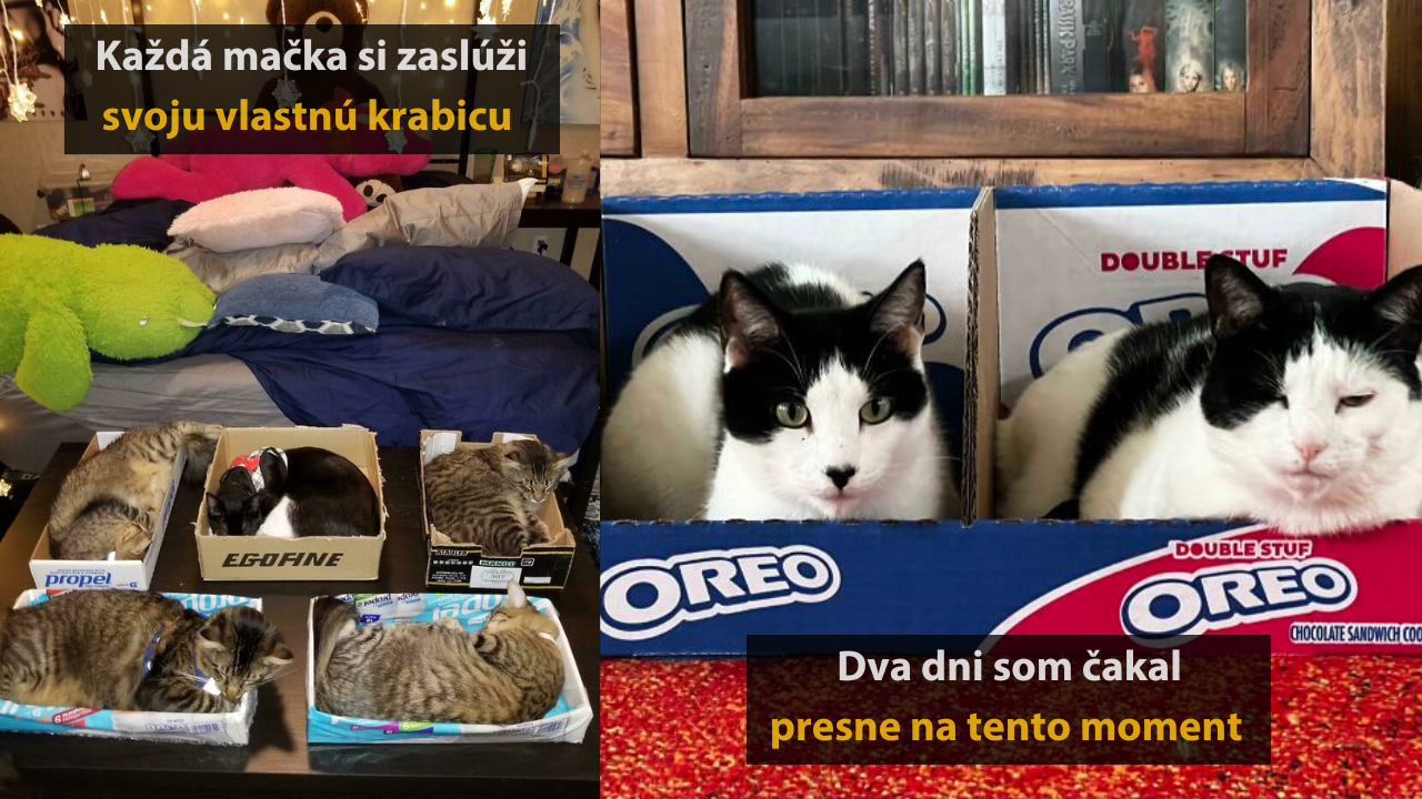 10 ľudí, ktorí dokázali spraviť perfektné fotografie svojich mačiek #1