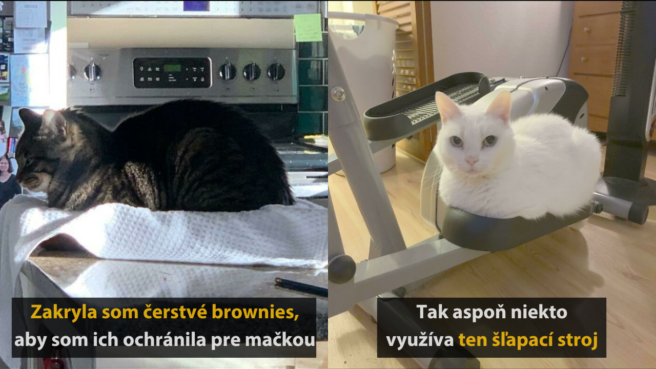 10 ľudí, ktorí dokázali spraviť perfektné fotografie svojich mačiek #2