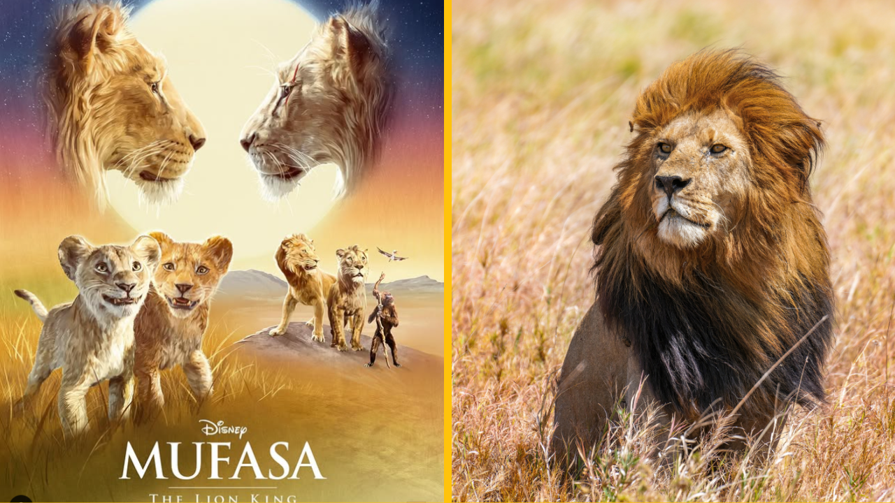 Pozrite si trailer na nový animák „Mufasa“, ktorý je pokračovaním „Levieho kráľa“