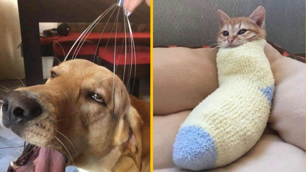 17 roztomilých fotiek, ktoré vám zlepšia deň