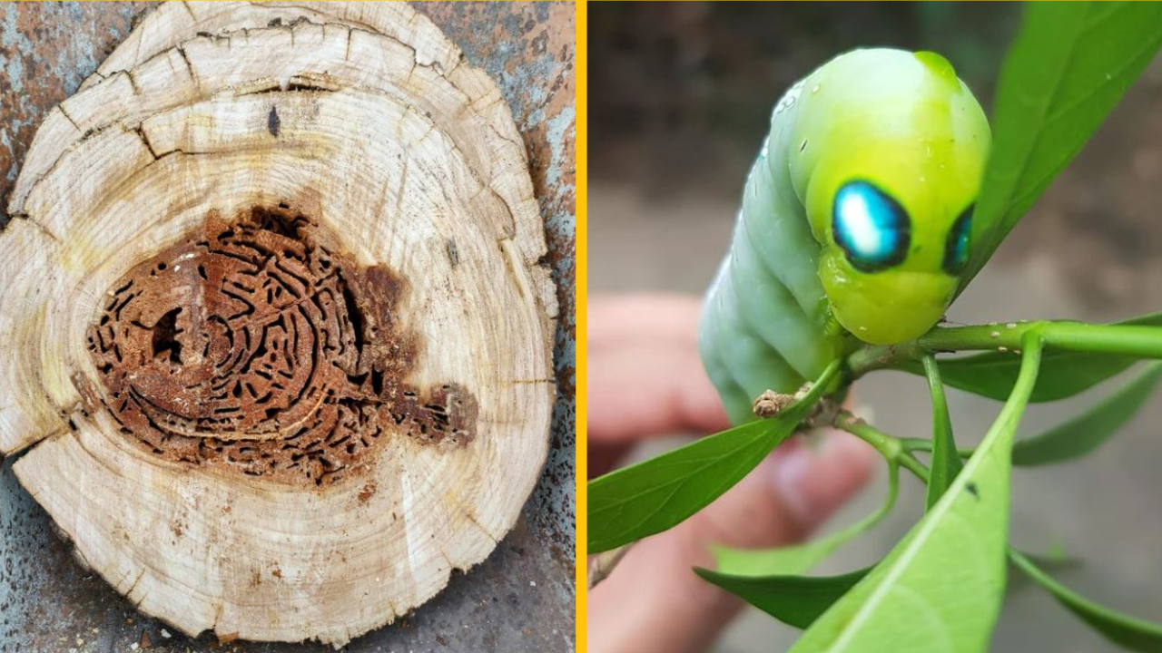 18 momentov, kedy nám príroda ukázala inú stránku jednoduchých vecí