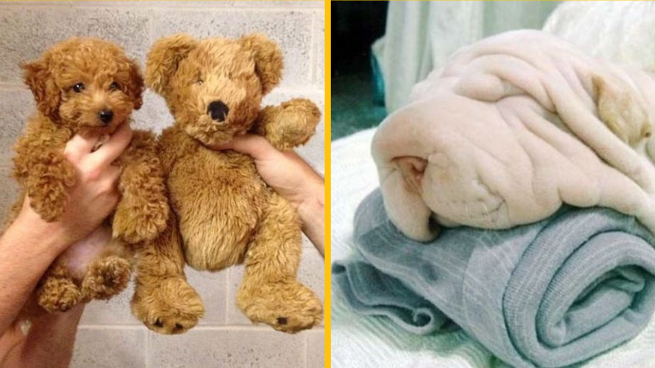 14 neočakávaných vecí, ktoré sa navzájom veľmi podobajú