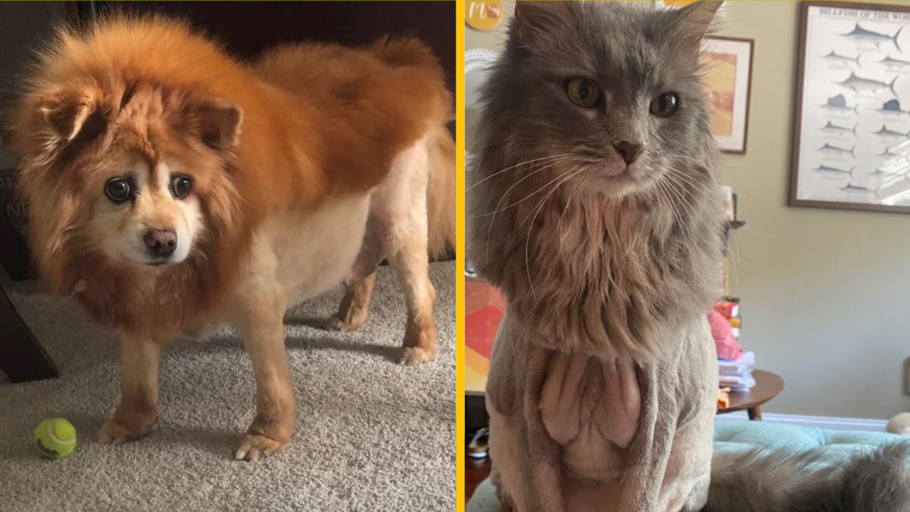 20 majiteľov domácich zvierat, ktorí si nabudúce trikrát rozmyslia, či sa ich rozhodnú odovzdať do rúk kaderníka