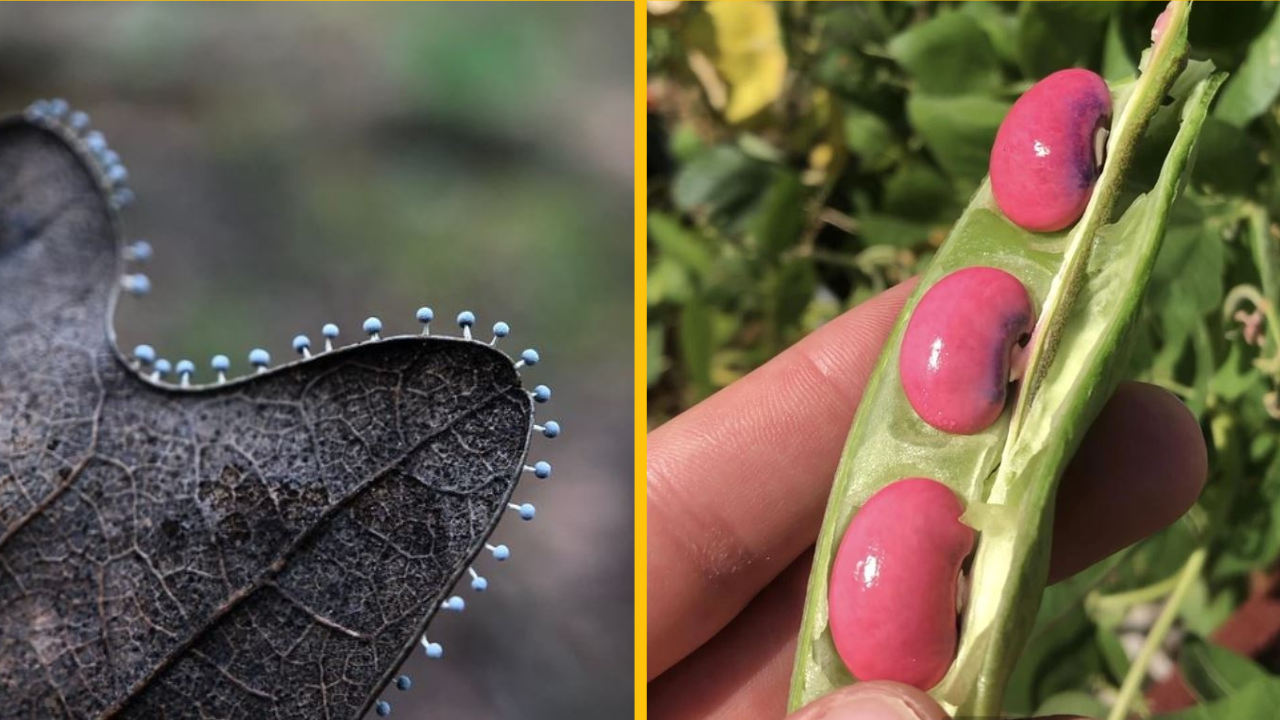 20+ umeleckých diel, ktoré dokazujú, že príroda je tá najtalentovanejšia tvorkyňa