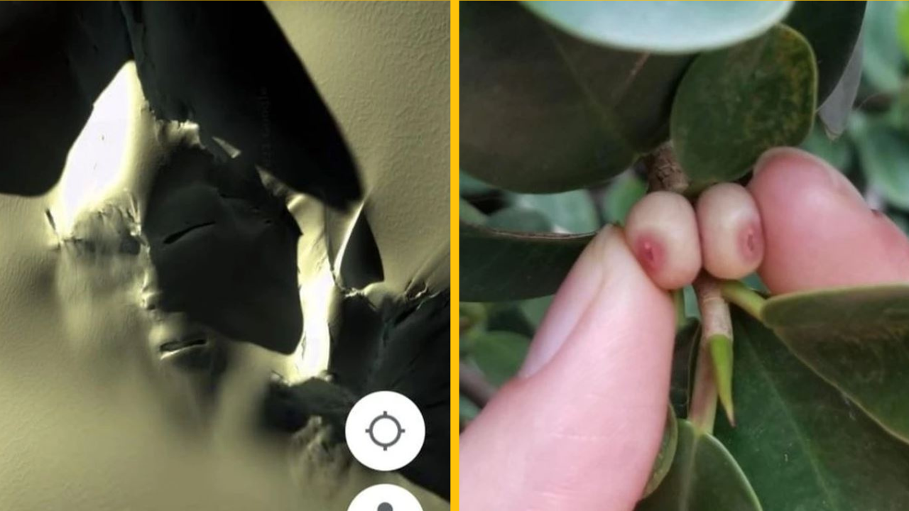 13 prípadov, kedy matka príroda nechala našu predstavivosť bežať na plné obrátky