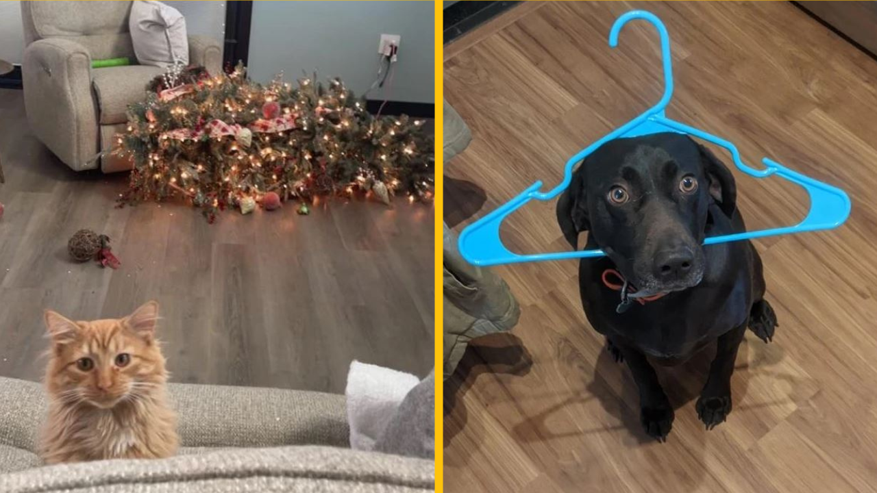 20 rozkošných maznáčikov, vďaka ktorým sa ich majitelia namiesto hnevu len smiali