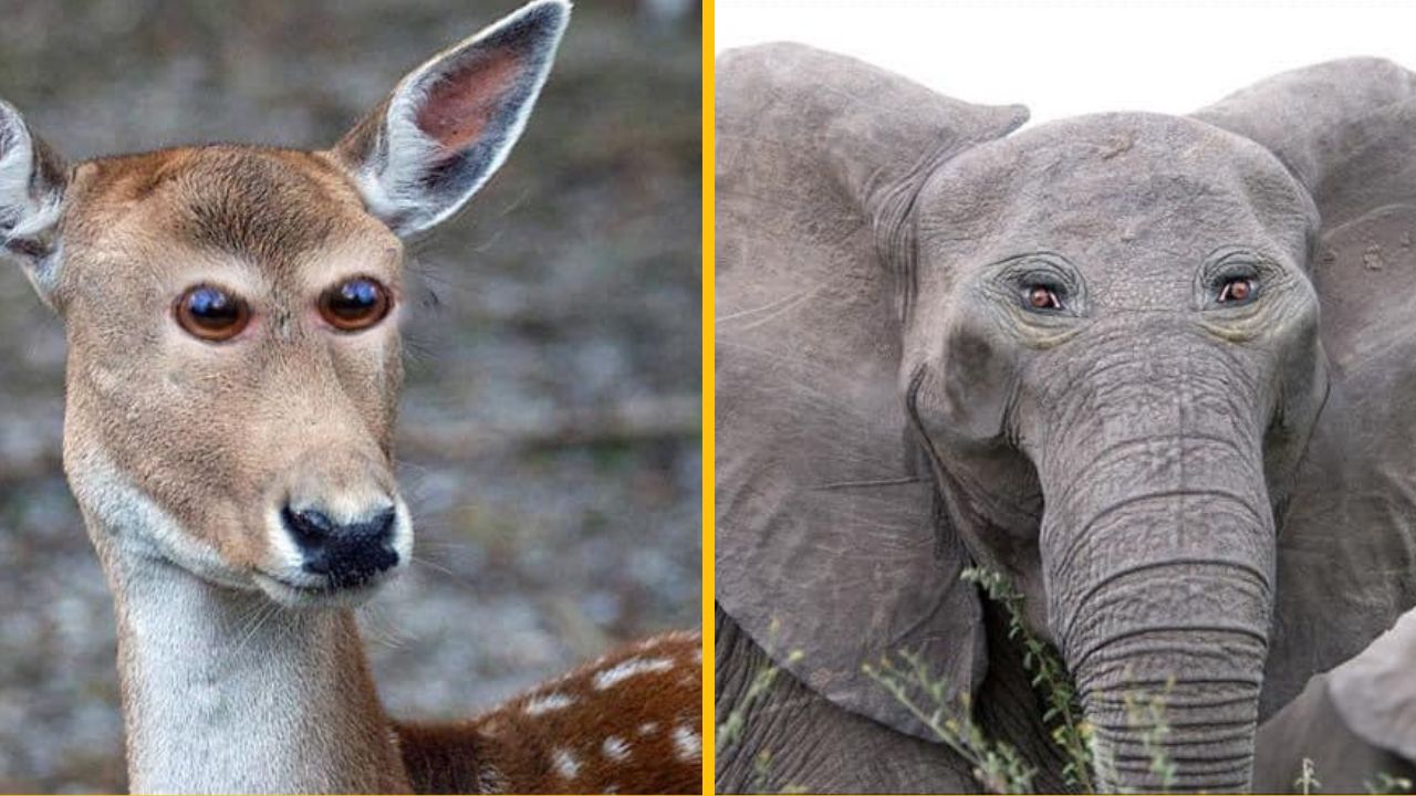 10 vtipných záberov, ako by vyzerali zvieratá, keby mali oči ako ľudia