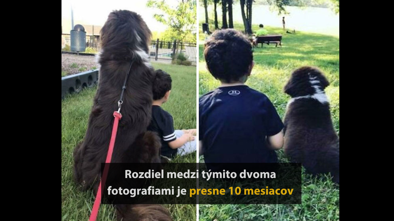 10 hrdých majiteľov, ktorí zazdieľali transformáciu ich šteniatok na dospelých psov #2