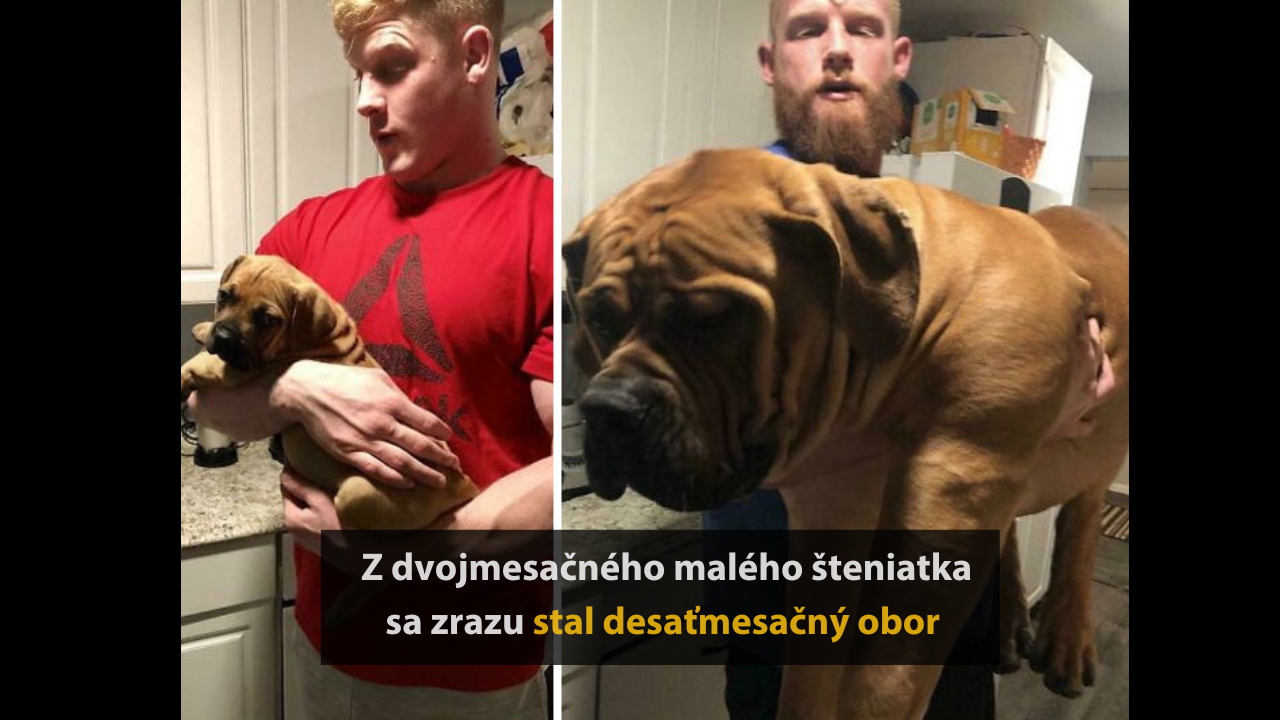 10 hrdých majiteľov, ktorí zazdieľali transformáciu ich šteniatok na dospelých psov #1