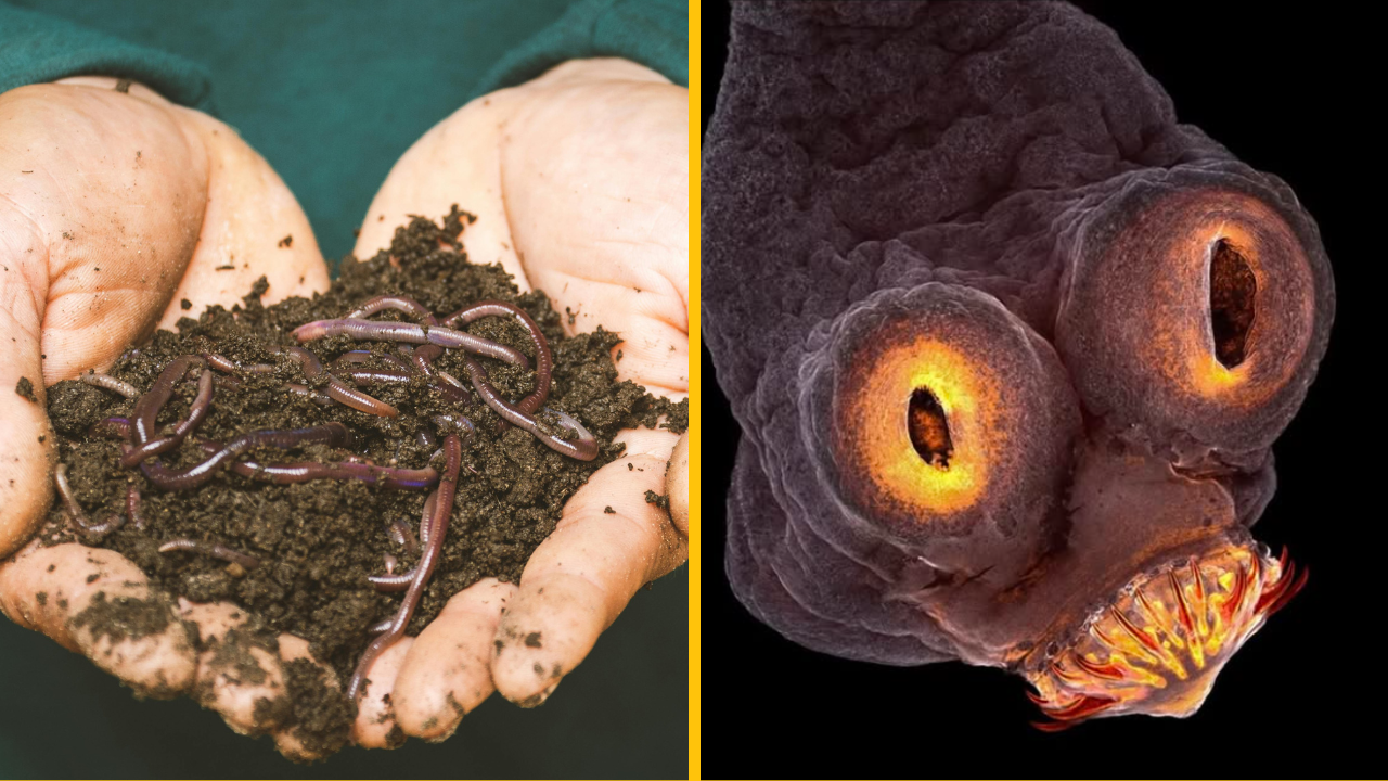 Na hrozivom röntgene je vidieť muža plného pásomníc po tom, čo urobil chybu v kuchyni