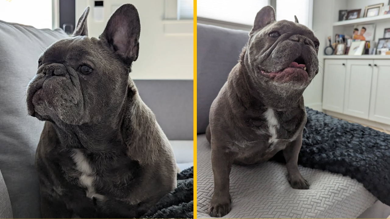 „Môj francúzsky buldoček je obrovský. Mohol by sa dokonca stať najväčším na svete.“