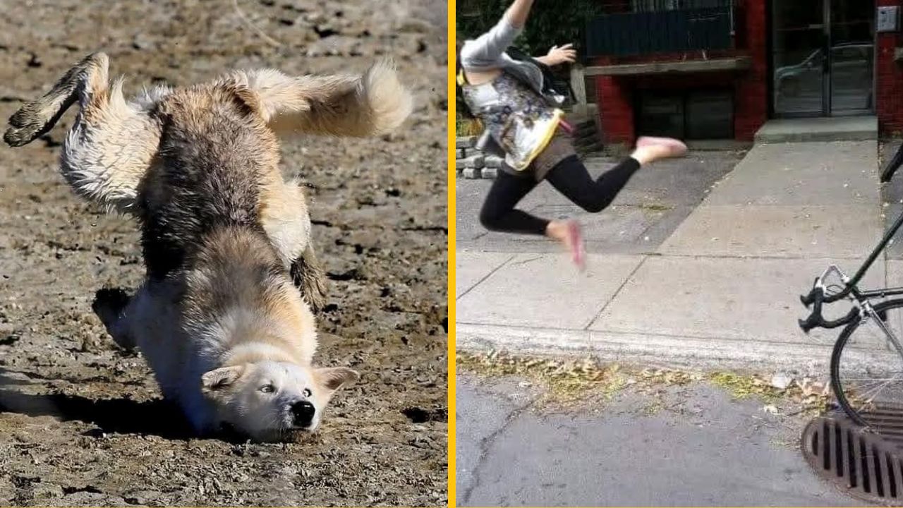 10 náhodných vtipných fotografií, ktoré vám zlepšia deň #3