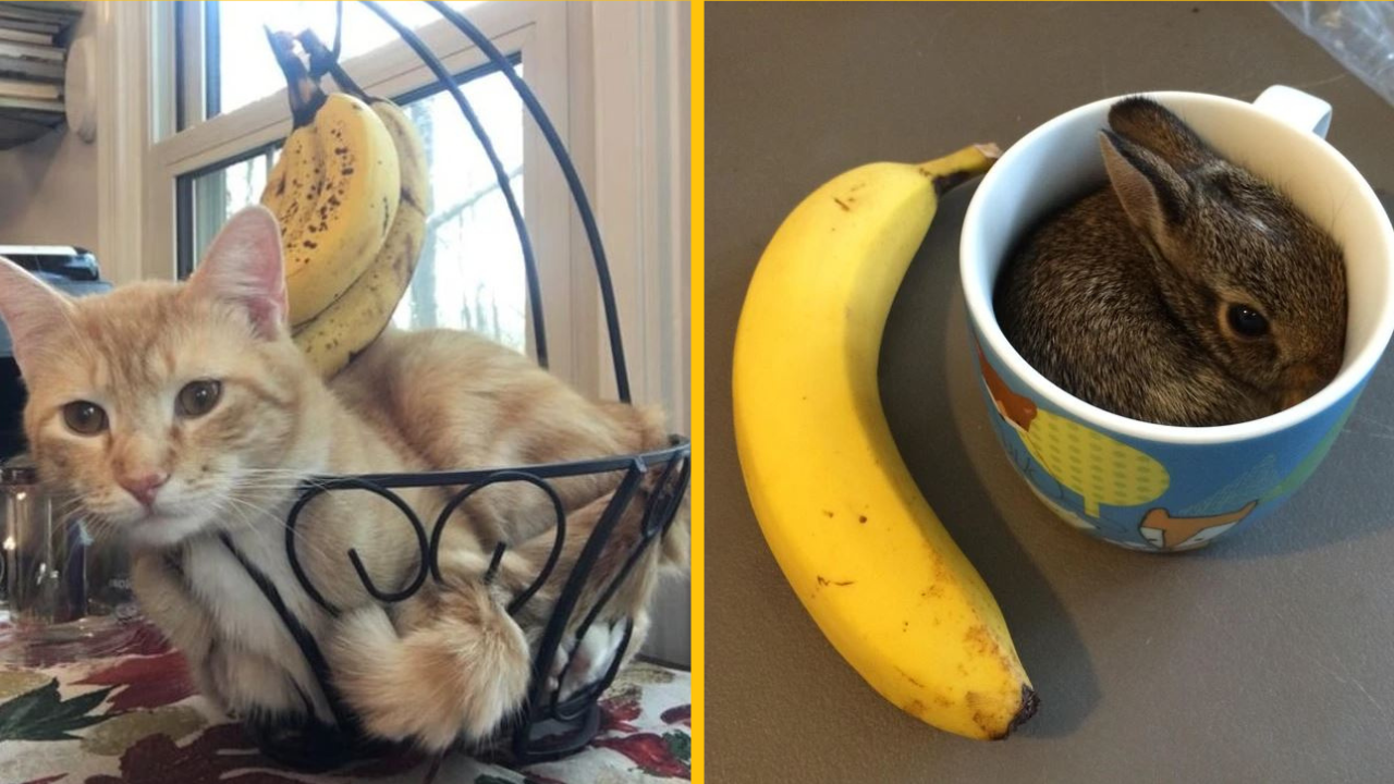 13 domácich miláčikov nám dokázalo, že sa vedia cítiť pohodlne kdekoľvek