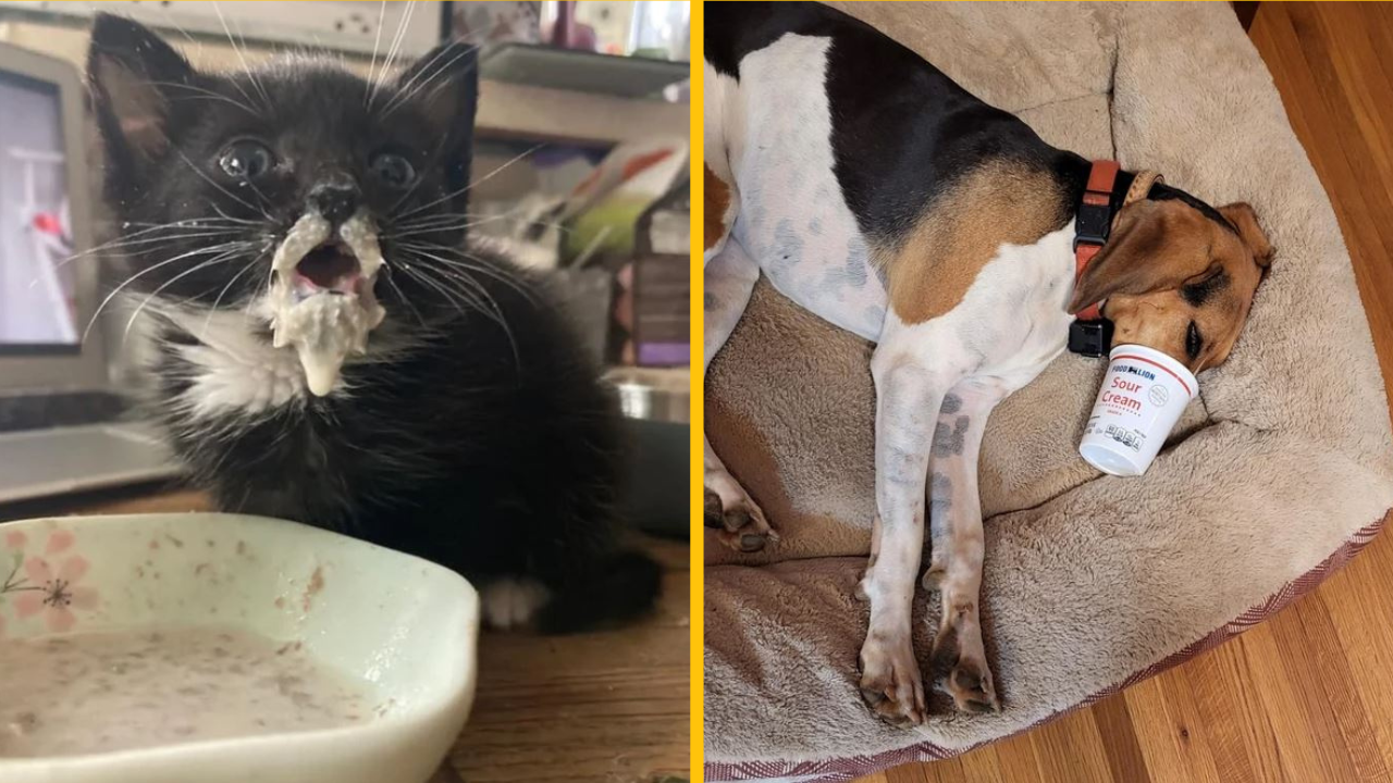 10 momentov, keď domáce zvieratá rozjasnili každodenný život svojich majiteľov