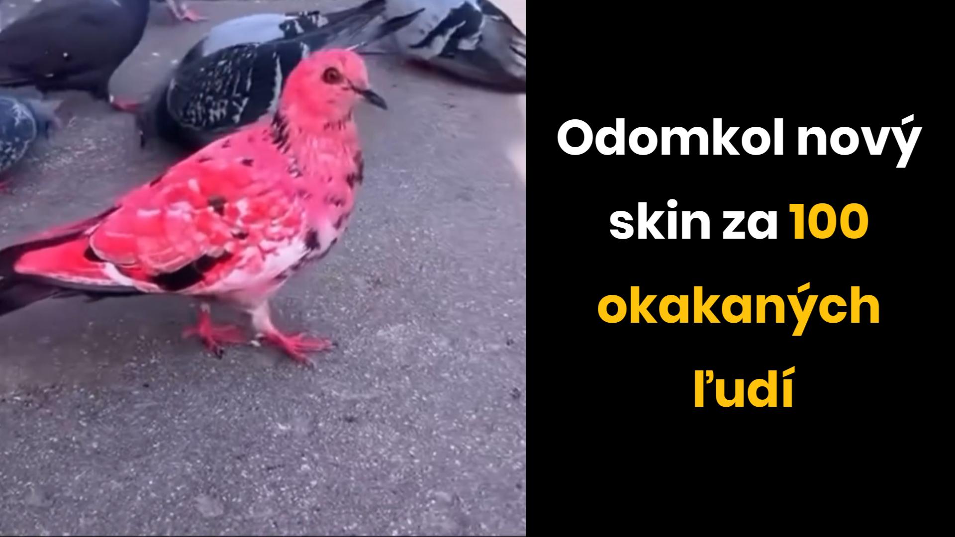 Holub s novým „skinom“